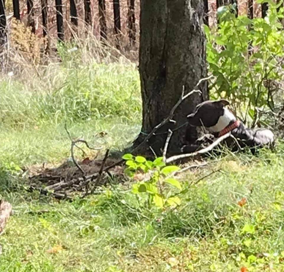 dog lying next to a tree