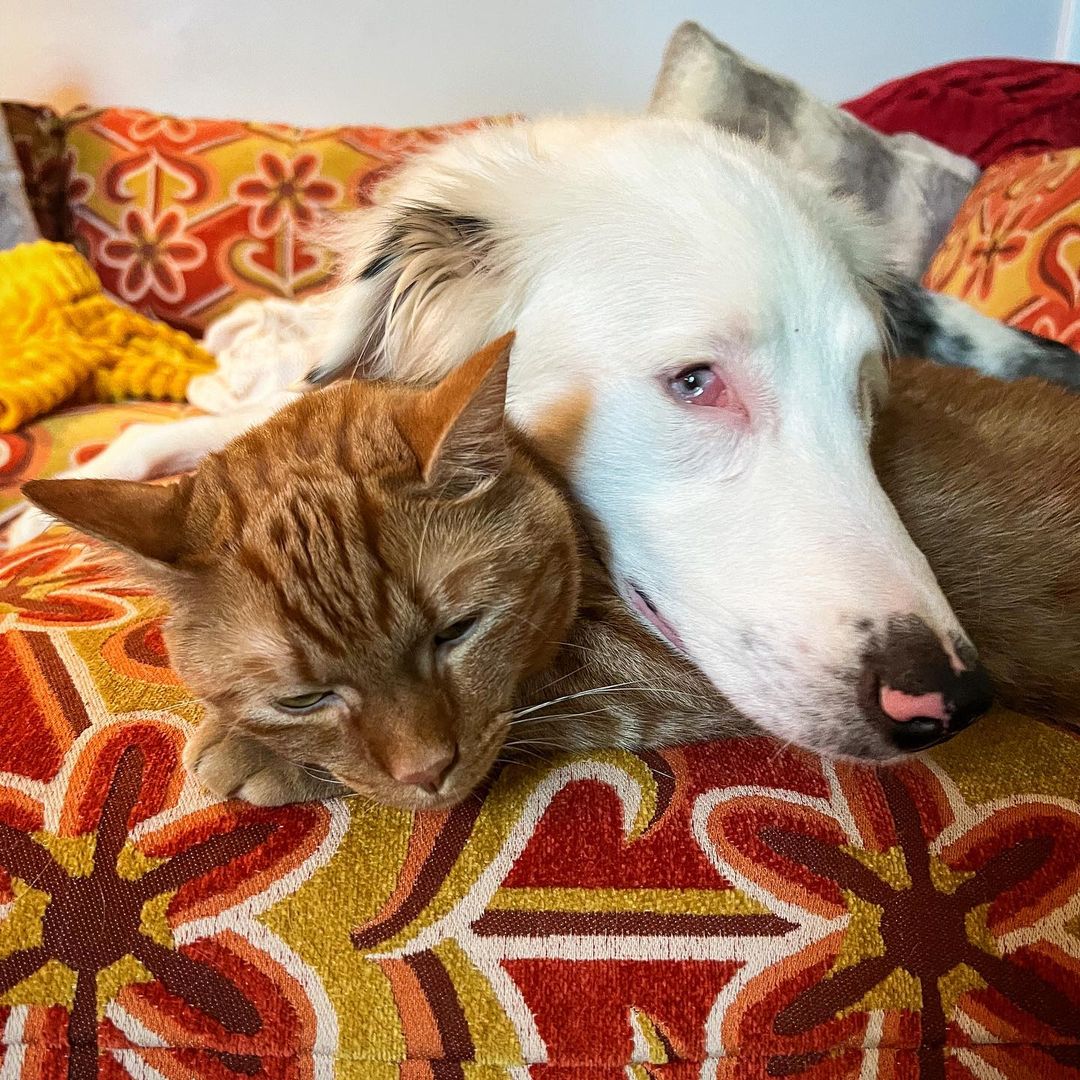 dog lying on a cat