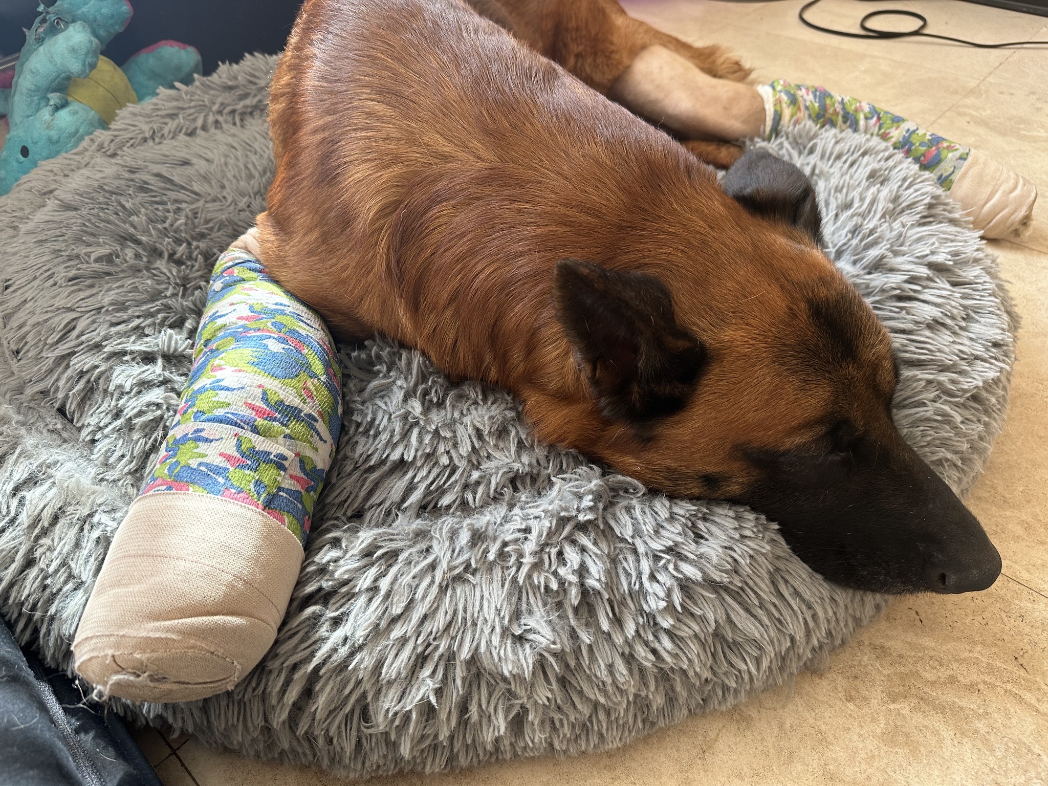 dog lying on a fluffy pillow