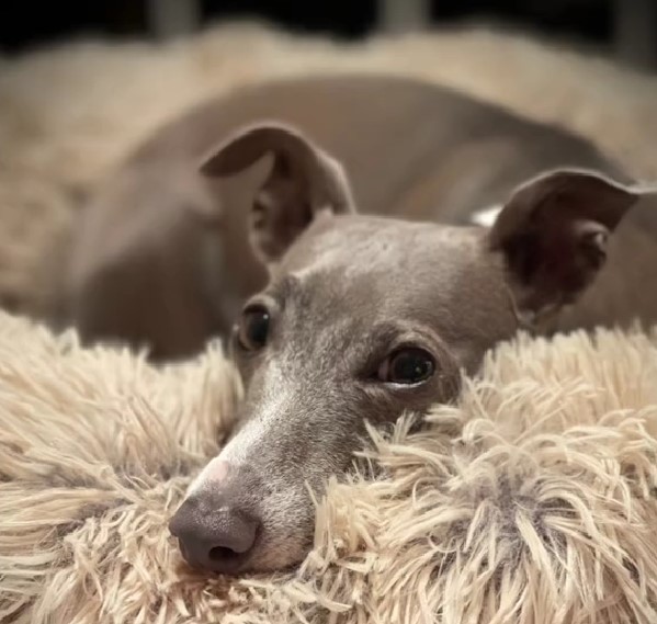 dog lying on a fluffy pillow