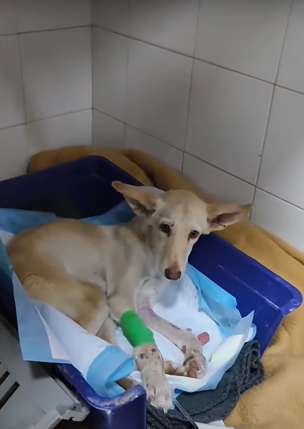 dog lying on a mat in blue plastic container