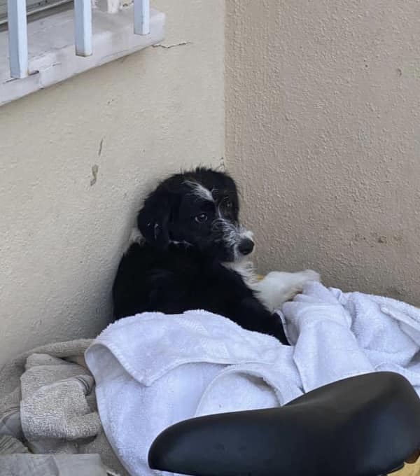 dog lying on a pile of towels