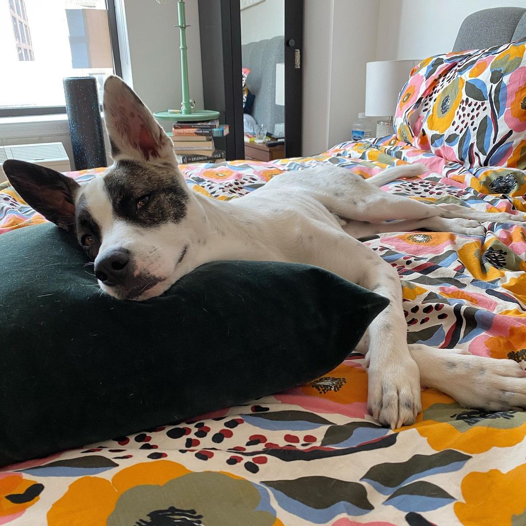 dog lying on a pillow in bed