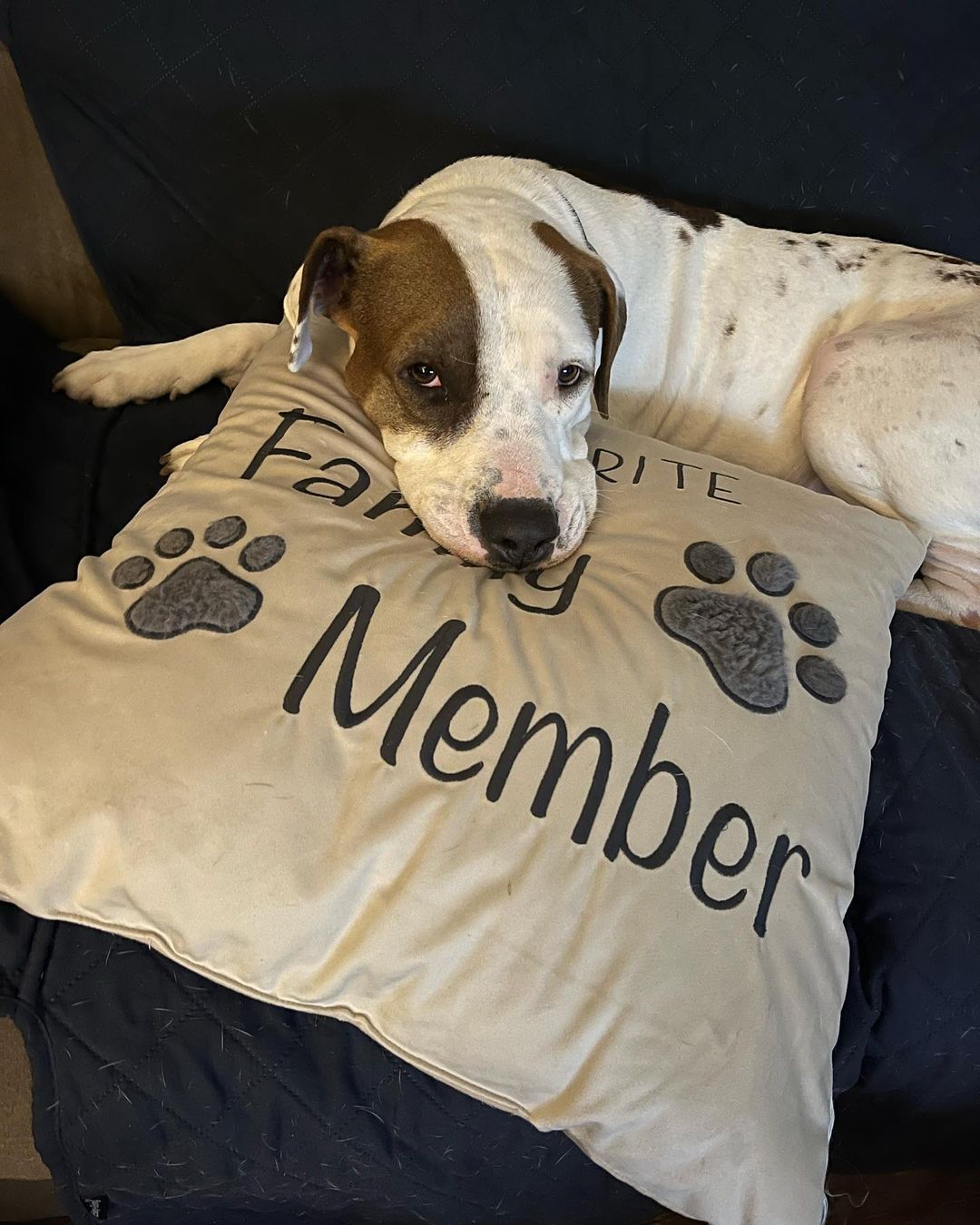 dog lying on a pillow