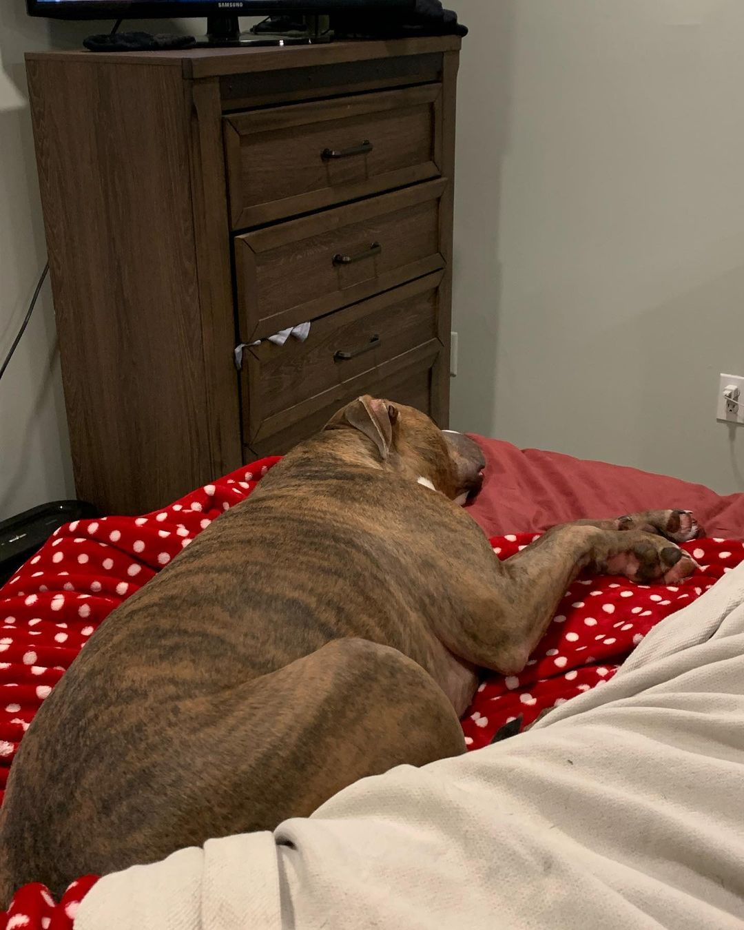 dog lying on bed