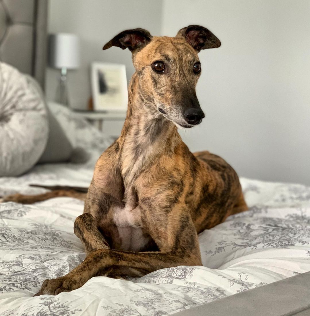 dog lying on bed