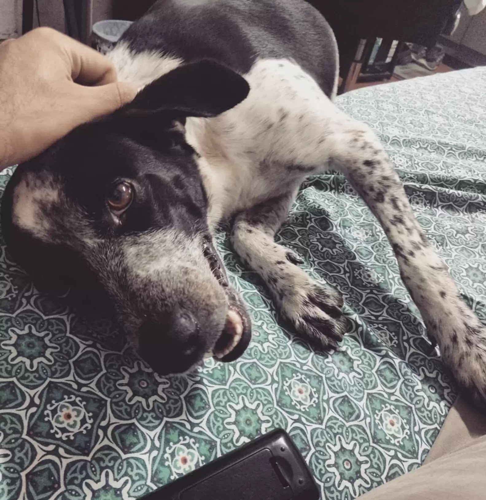 dog lying on bed