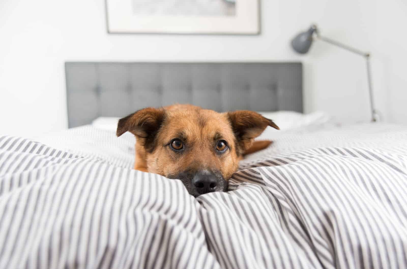 dog lying on bed with covers on