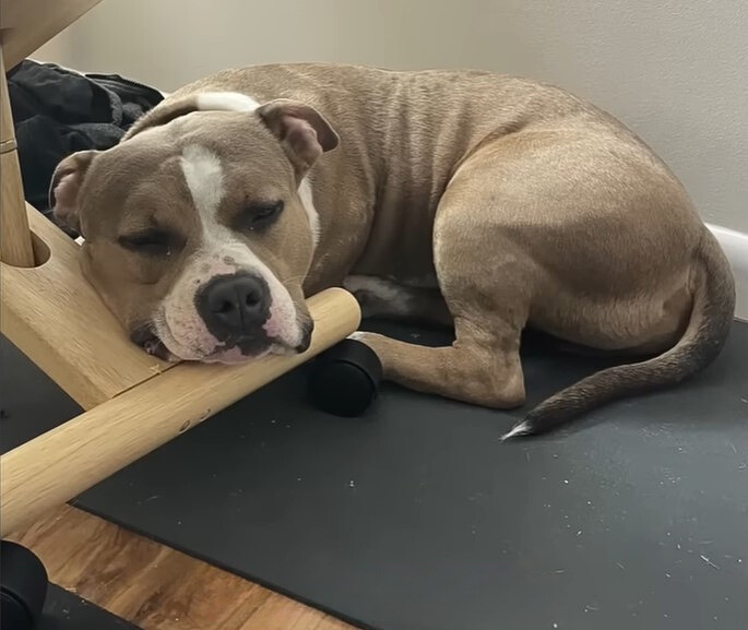 dog lying on black mat