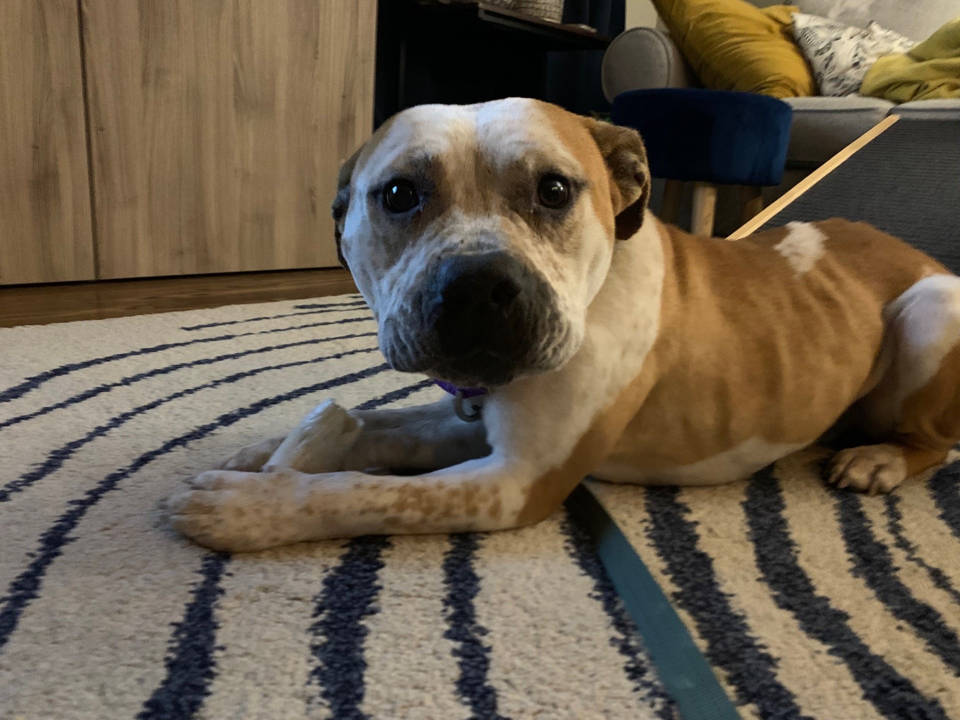 dog lying on carpet