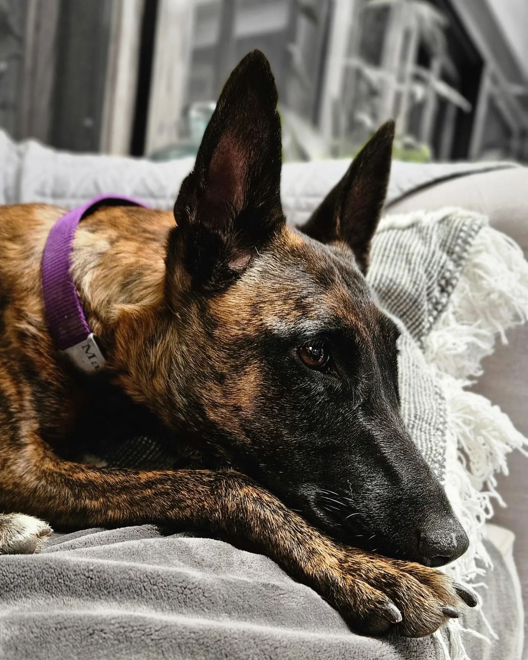 dog lying on couch