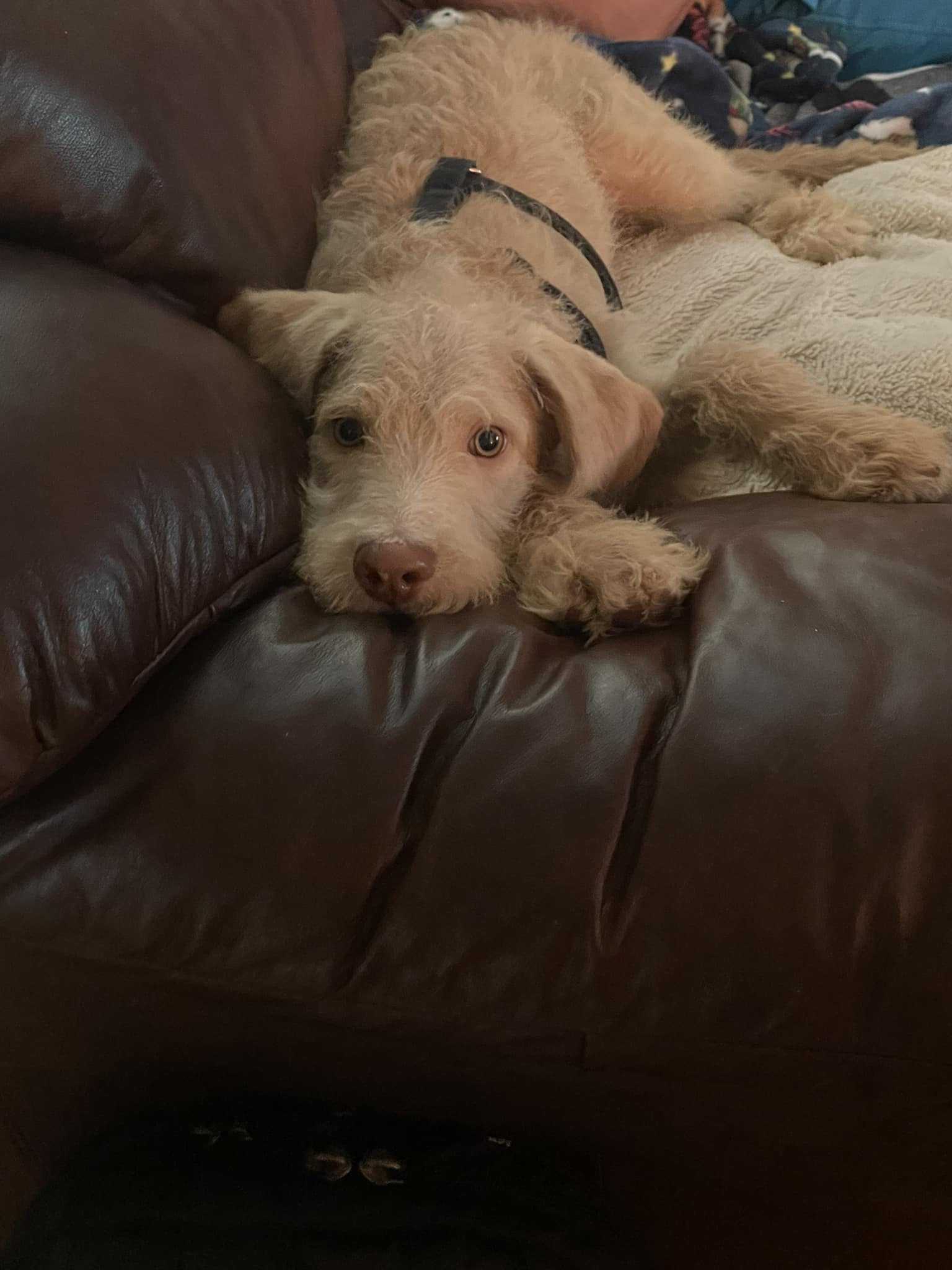 dog lying on couch