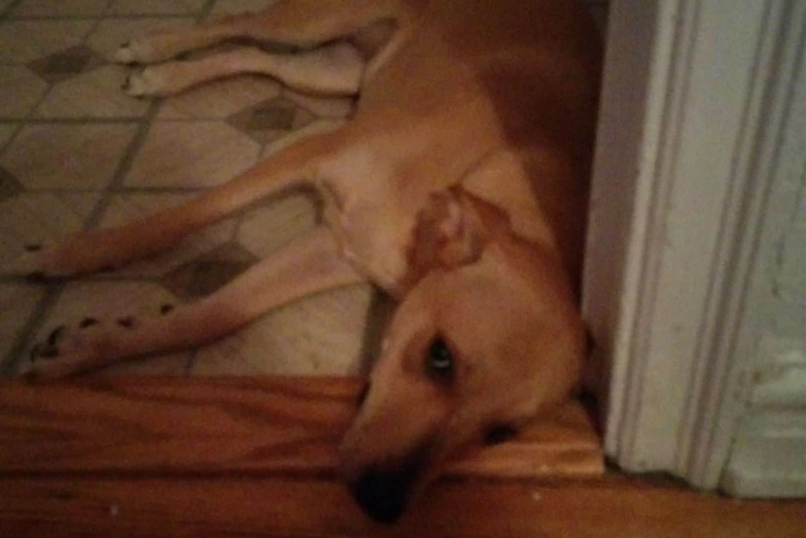 dog lying on doorway of bedroom