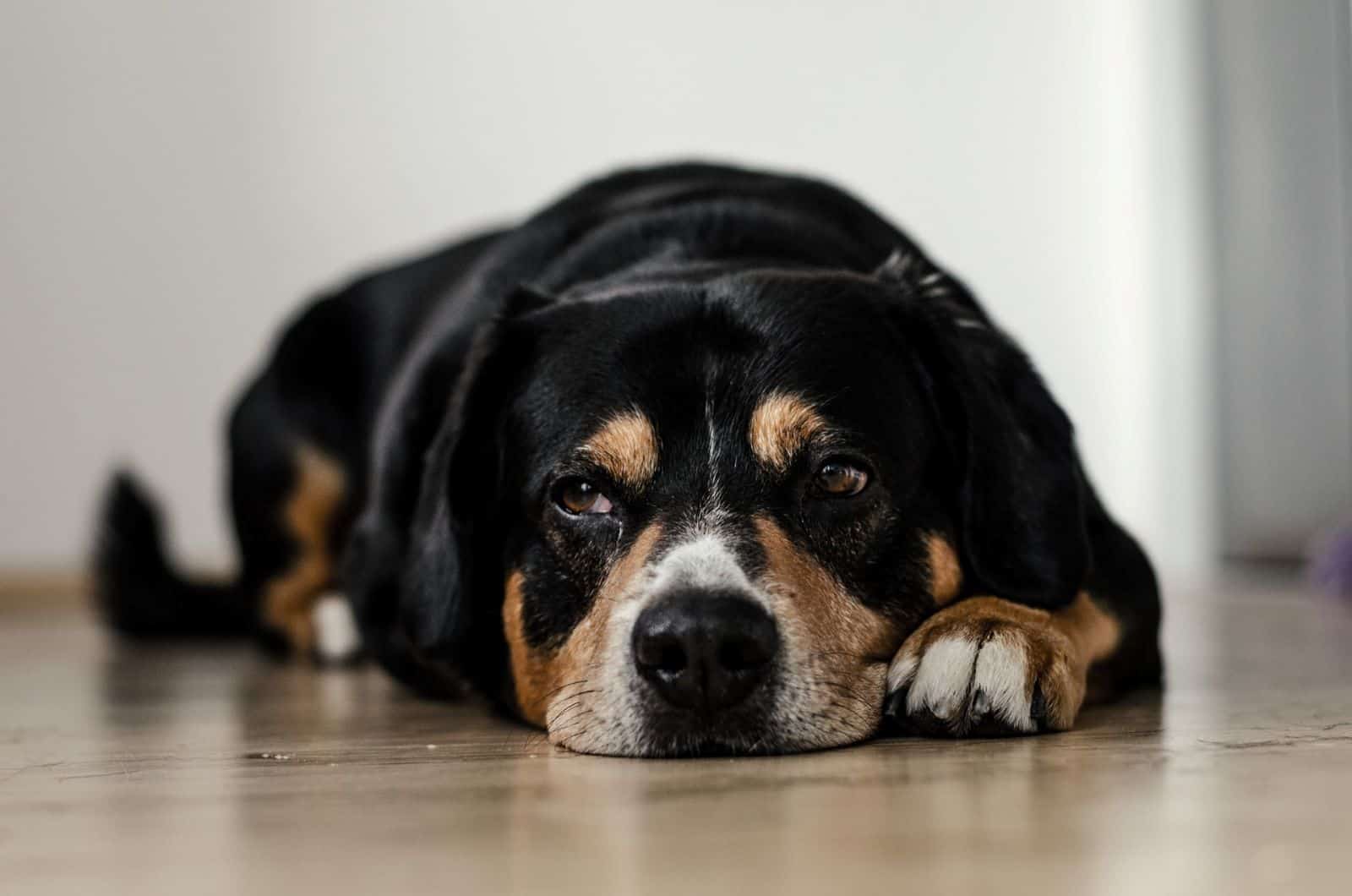 dog lying on floor