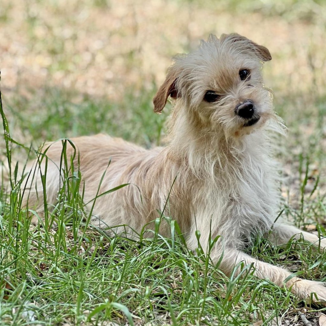 dog lying on grass