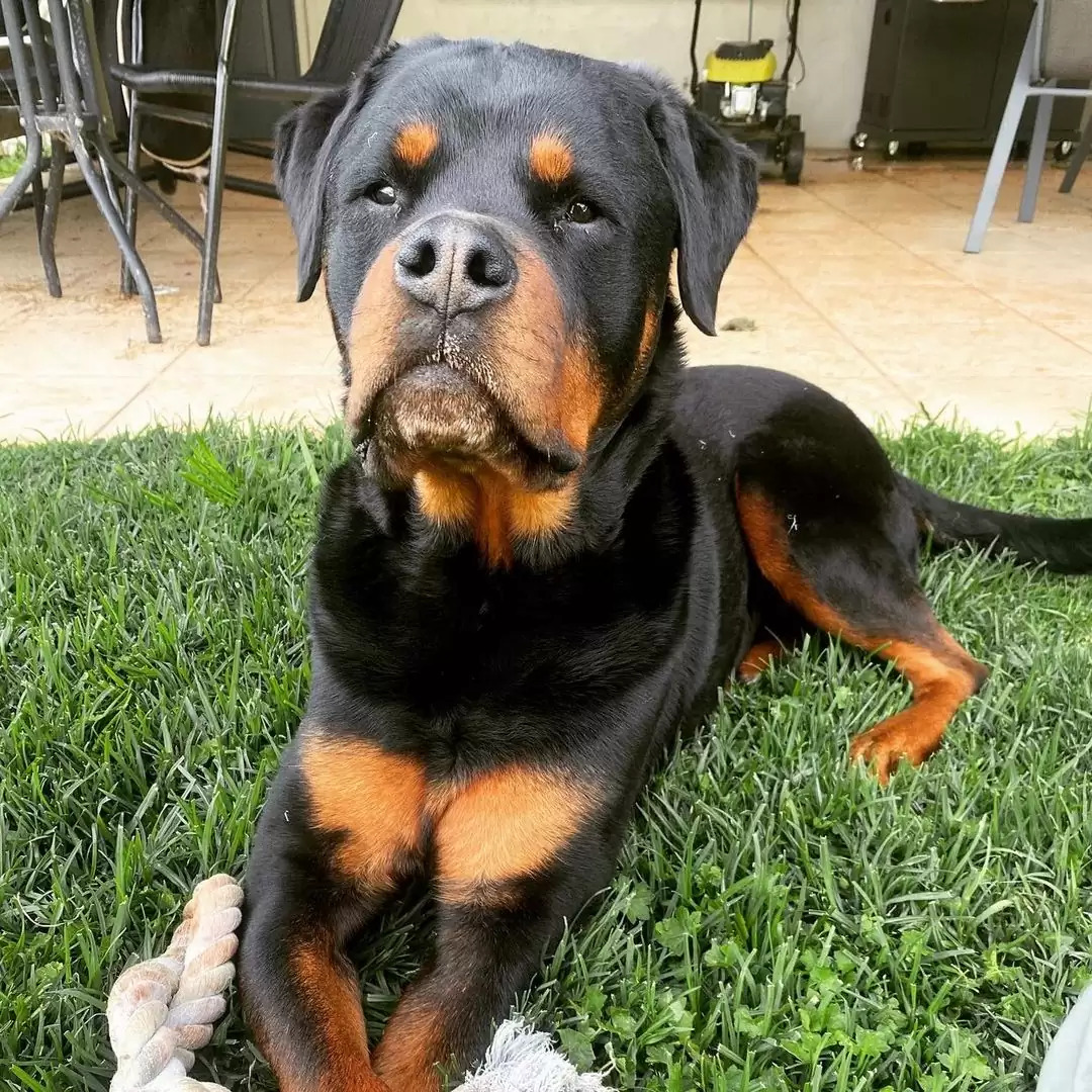 dog lying on grass