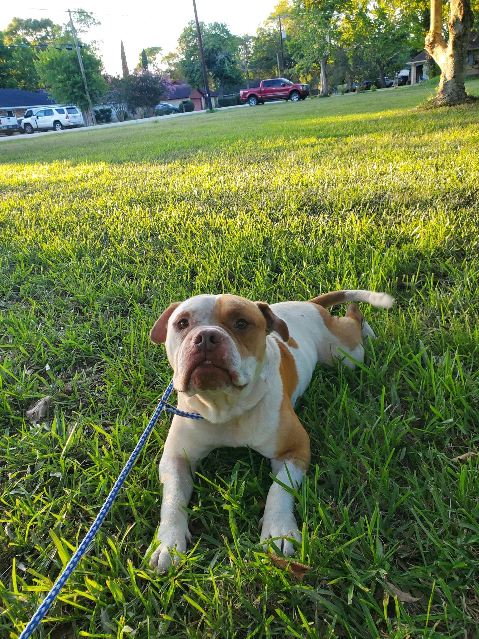 dog lying on grass