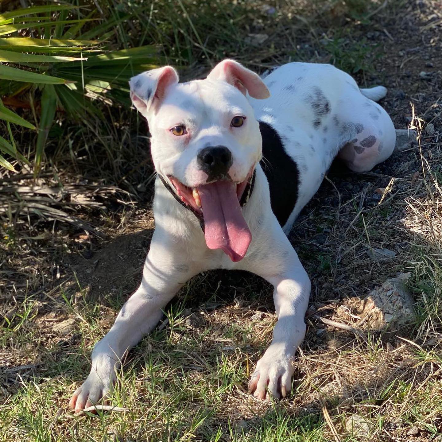 dog lying on grass