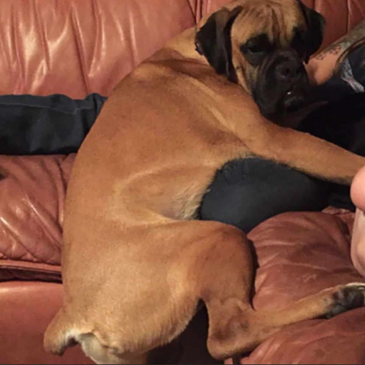 dog lying on his owner's legs on the couch