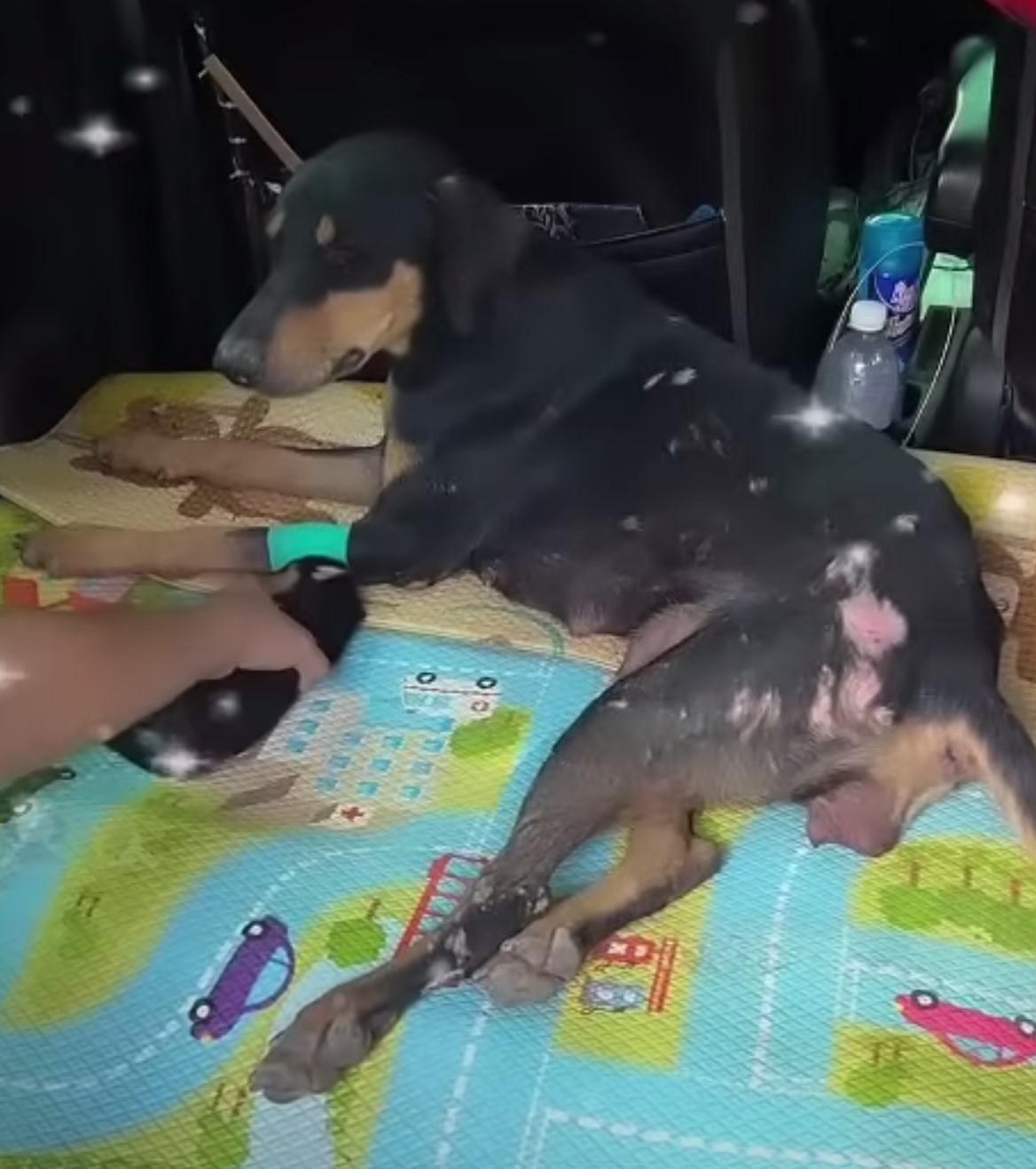 dog lying on play mat in the car