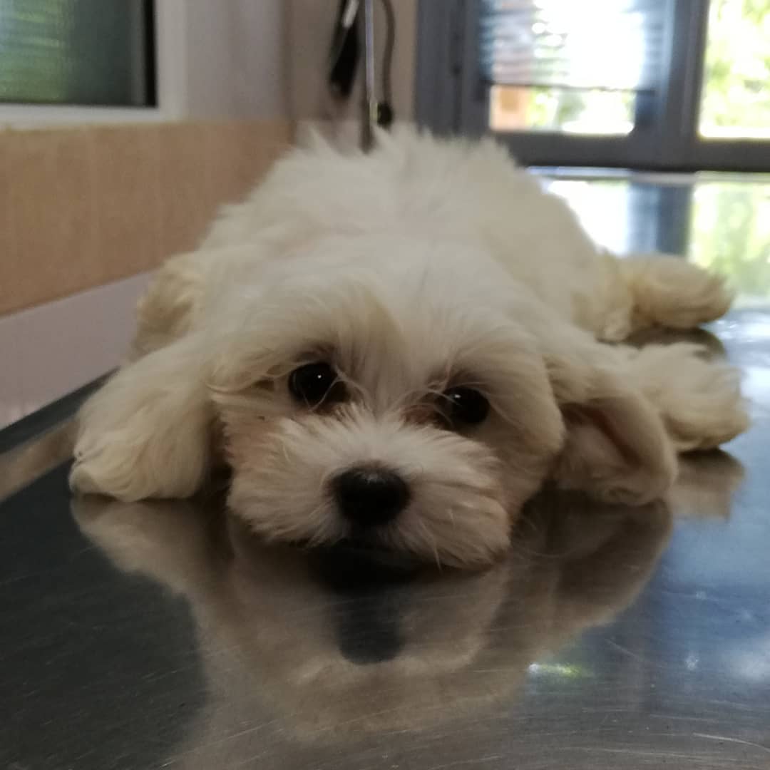 dog lying on table