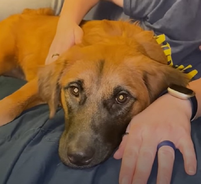 dog lying on the bed next to a human