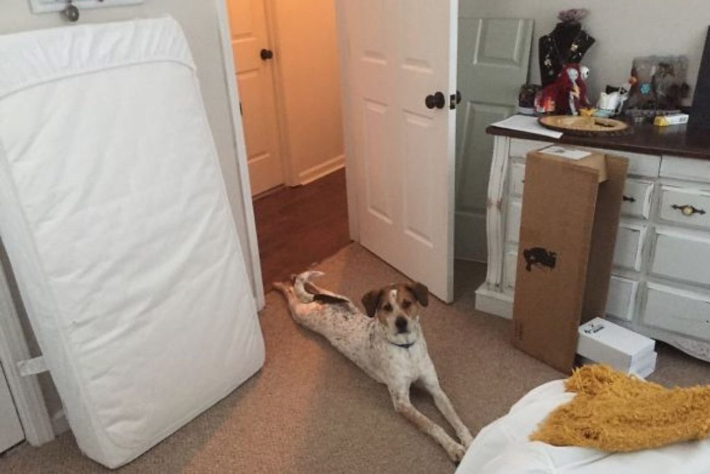 dog lying on the carpet in a bedroom