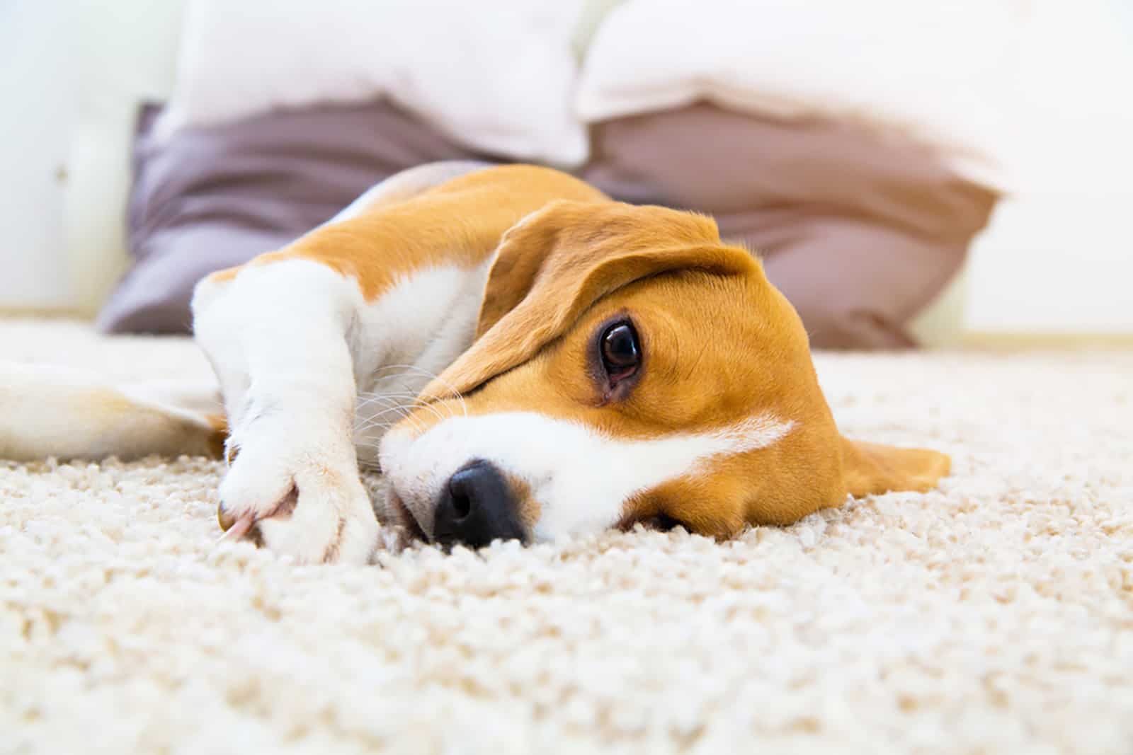 dog lying on the carpet and looking sad