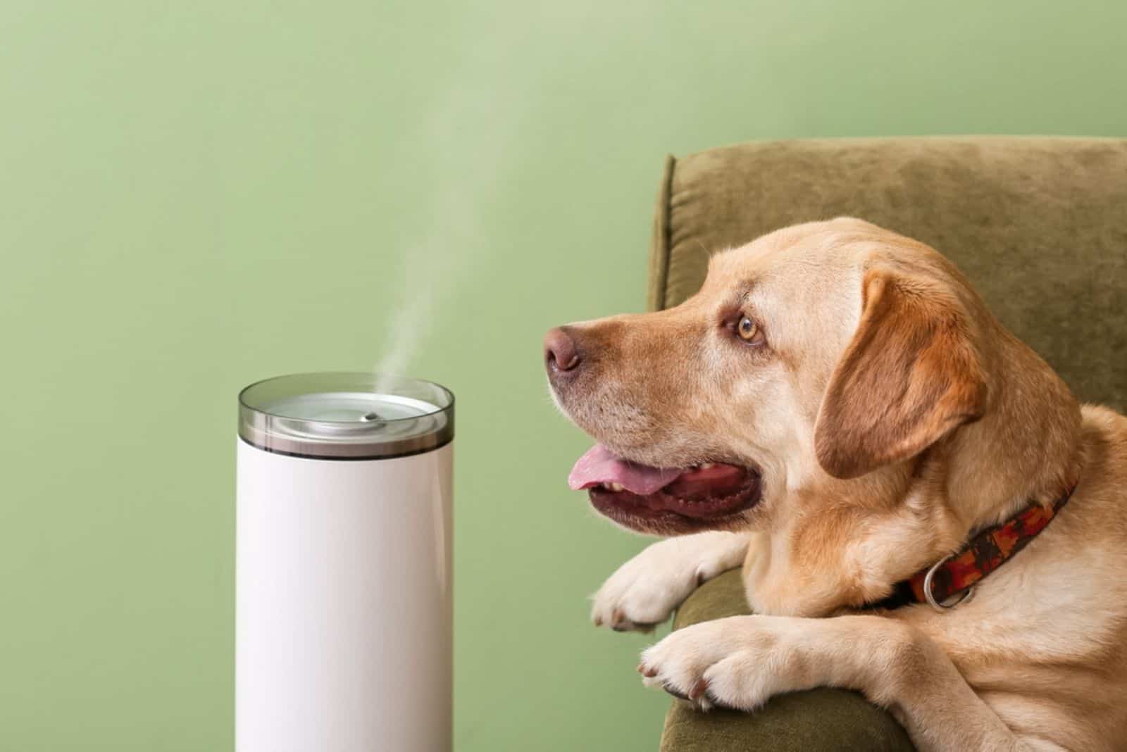 dog lying on the couch looking at diffuser