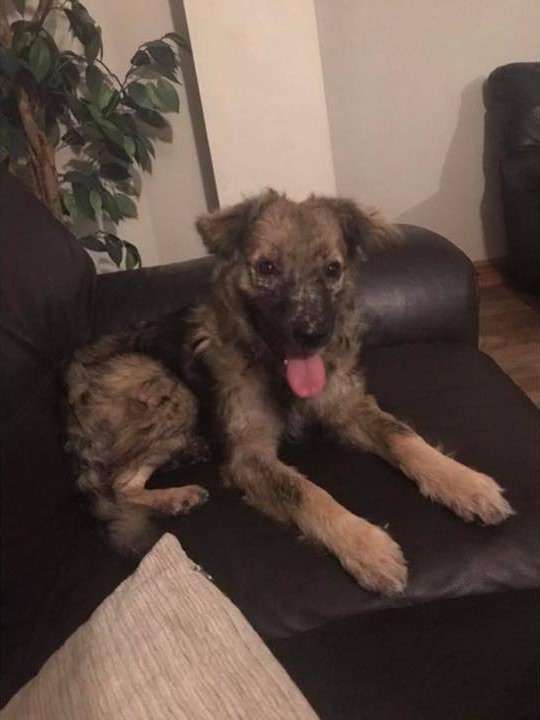 rescued dog lying on the couch