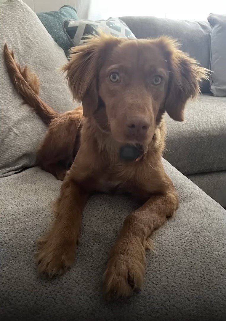 dog lying on the couch