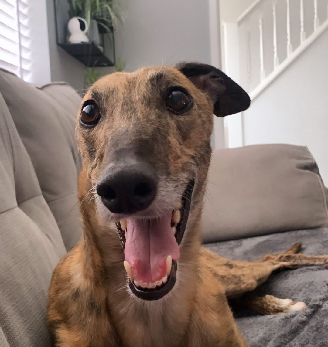 dog lying on the couch