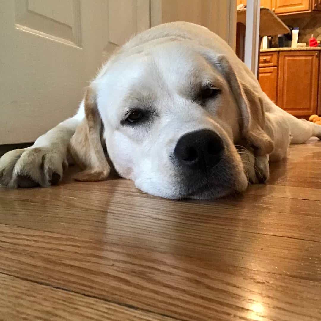 dog lying on the floor