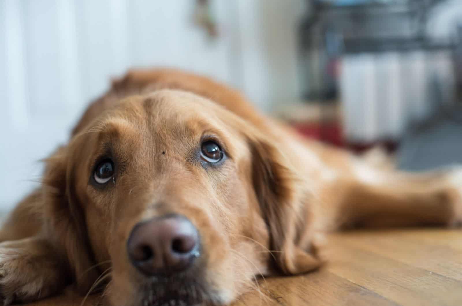 dog lying on the floor and looking sad