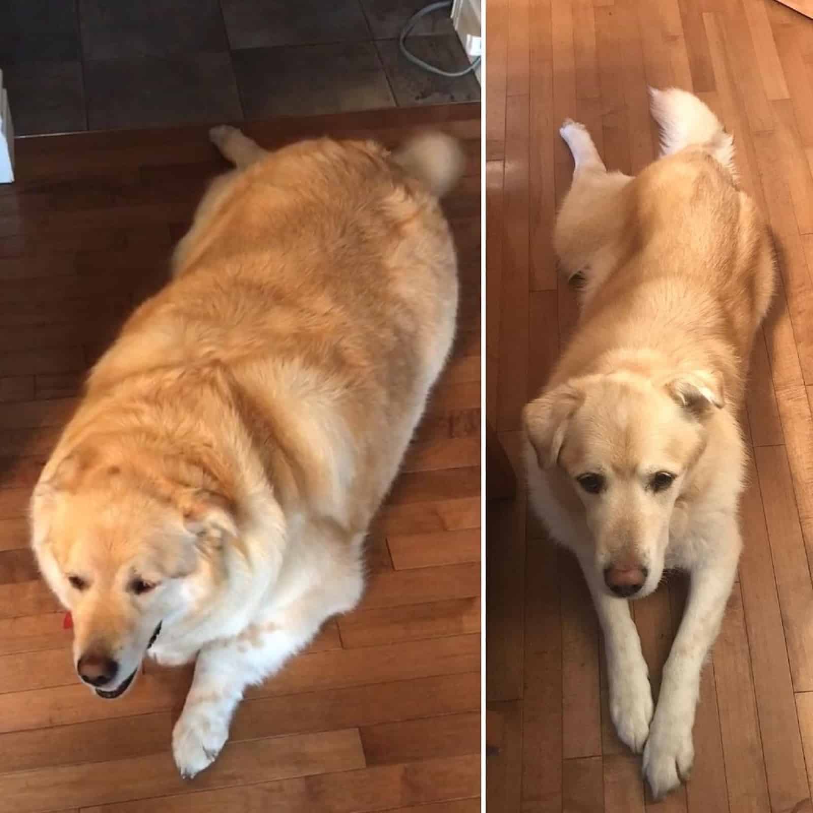 dog lying on the floor before and after weight loss