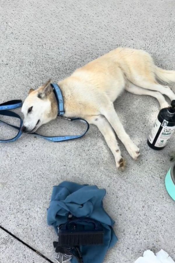 dog lying on the floor