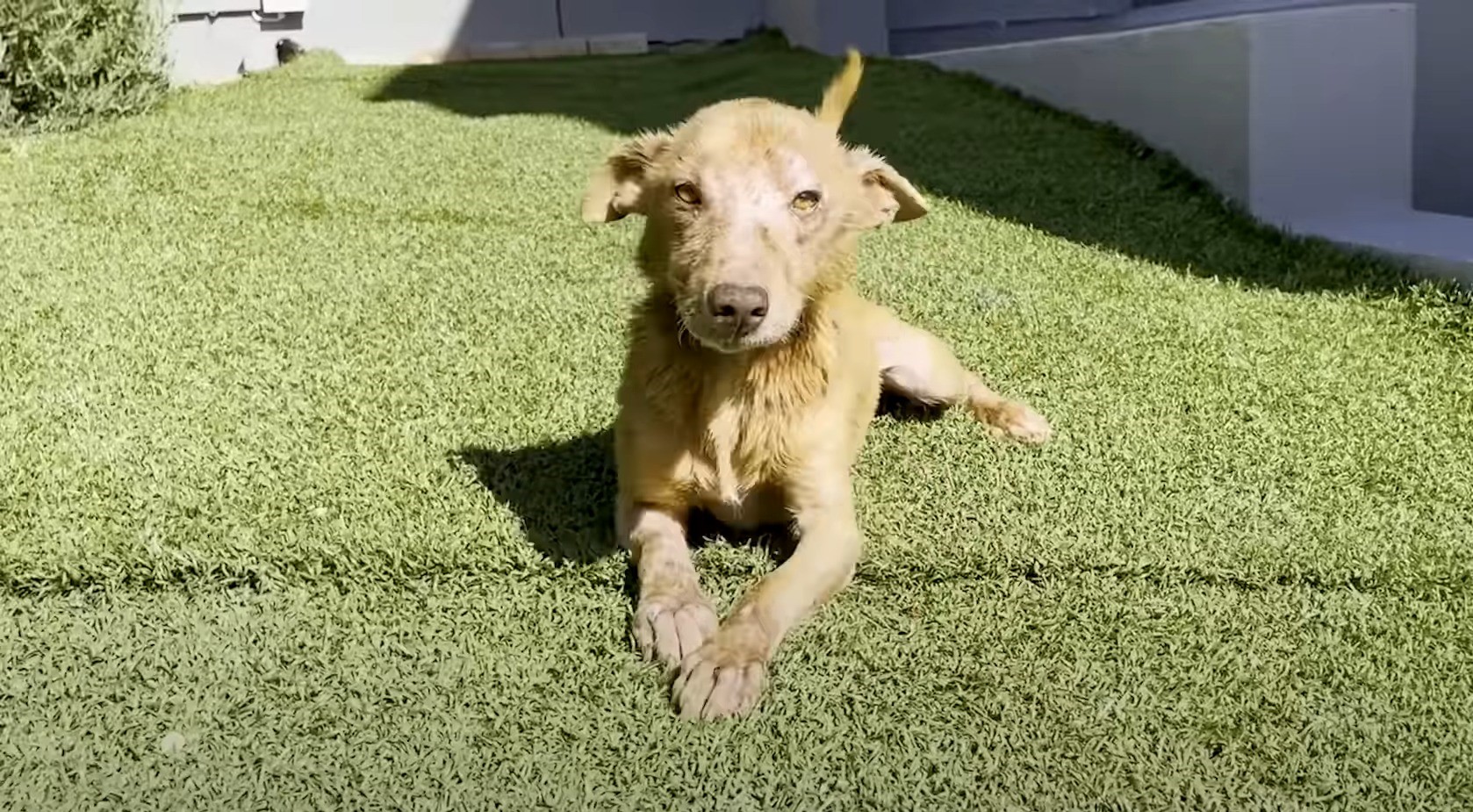 dog lying on the grass