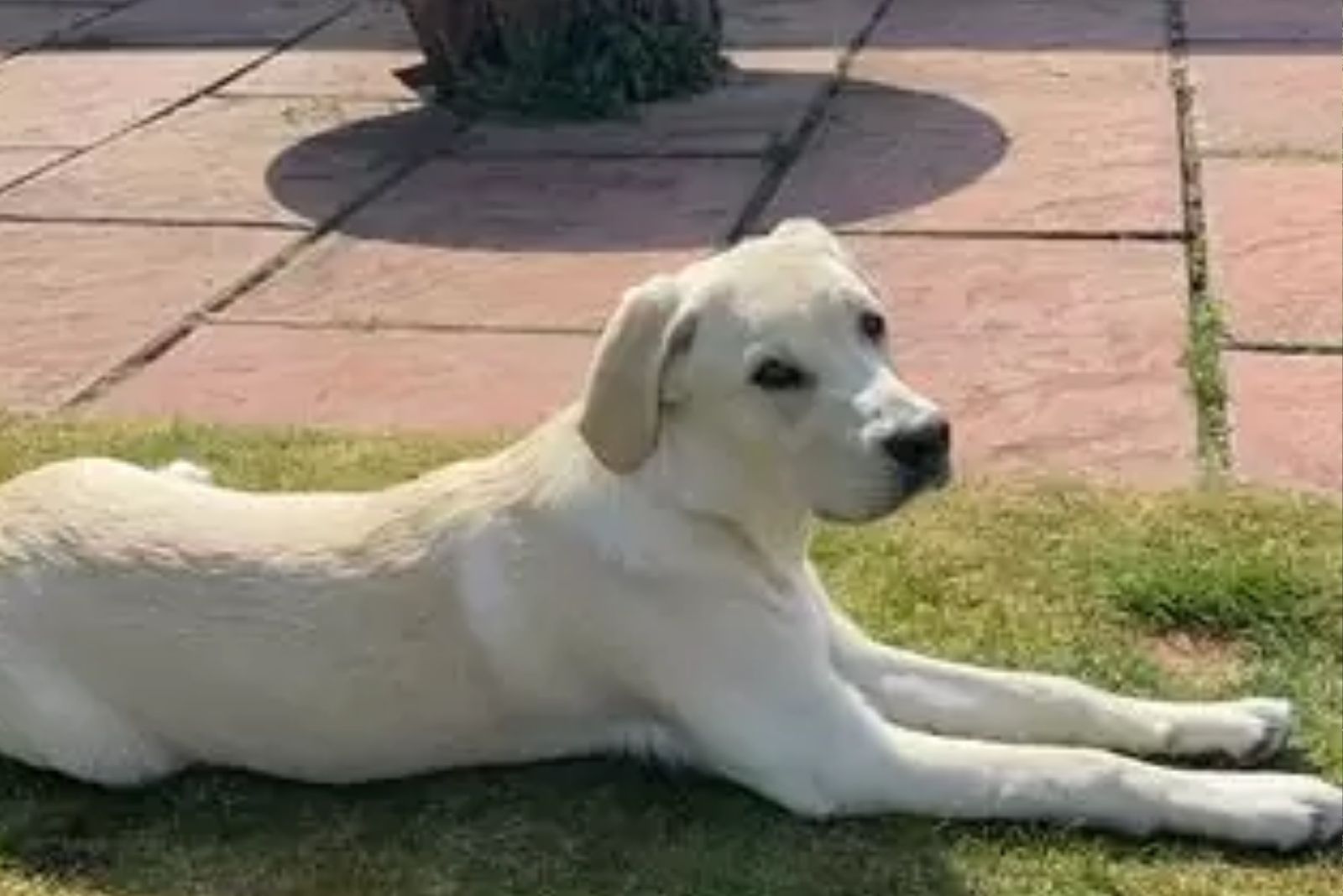 dog lying on the grass