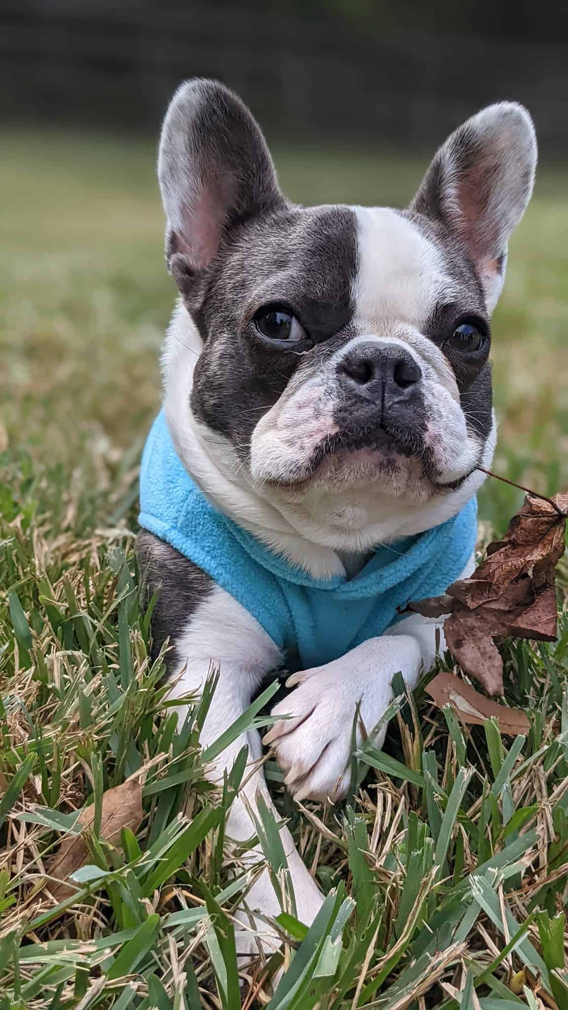 dog lying on the grass in the park