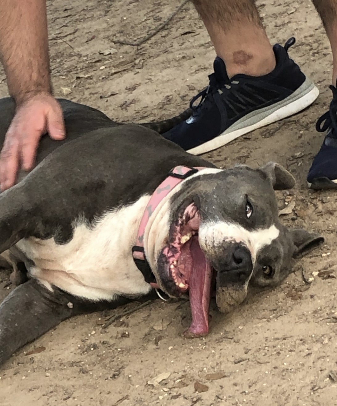 dog lying on the ground