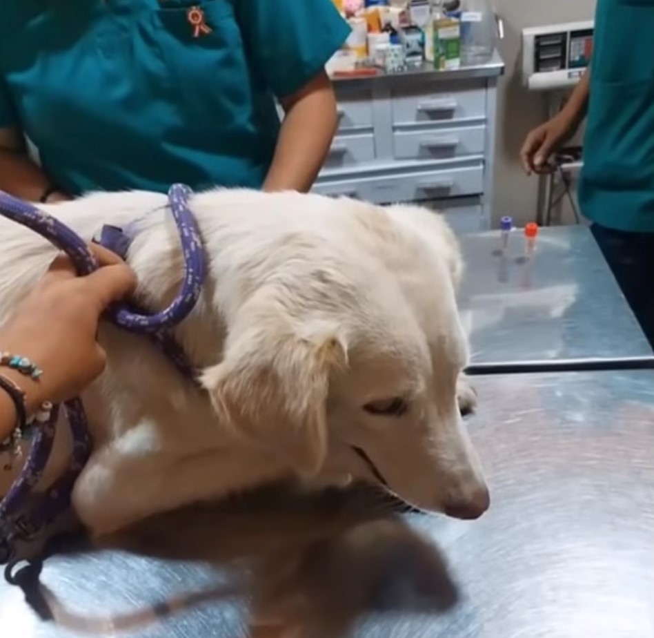 dog lying on vet's table