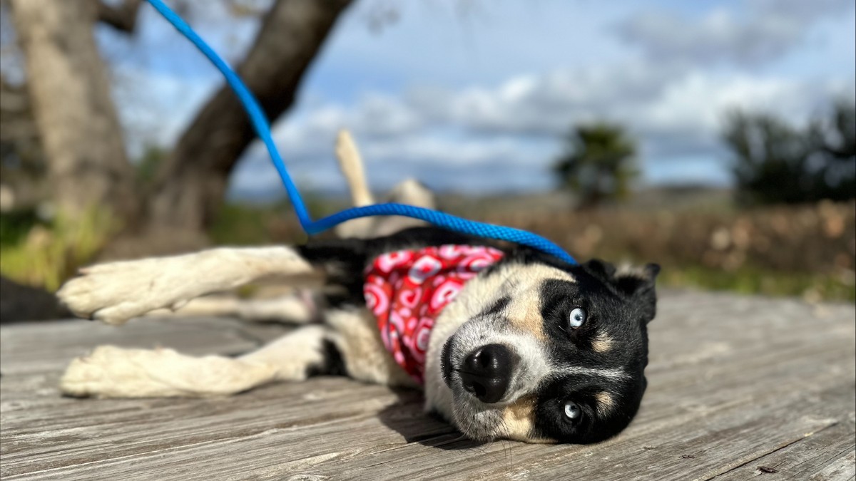 dog lying outside