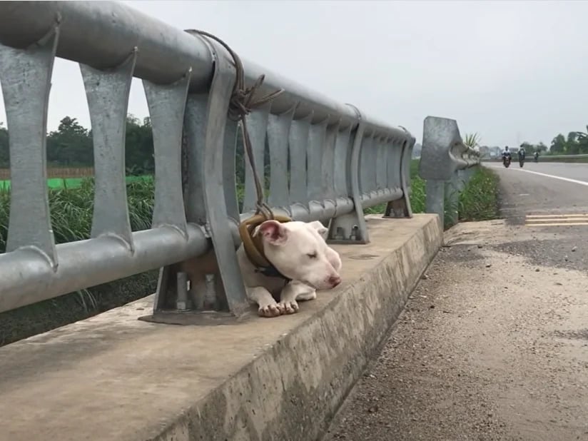 dog lying tied to a bridge railing