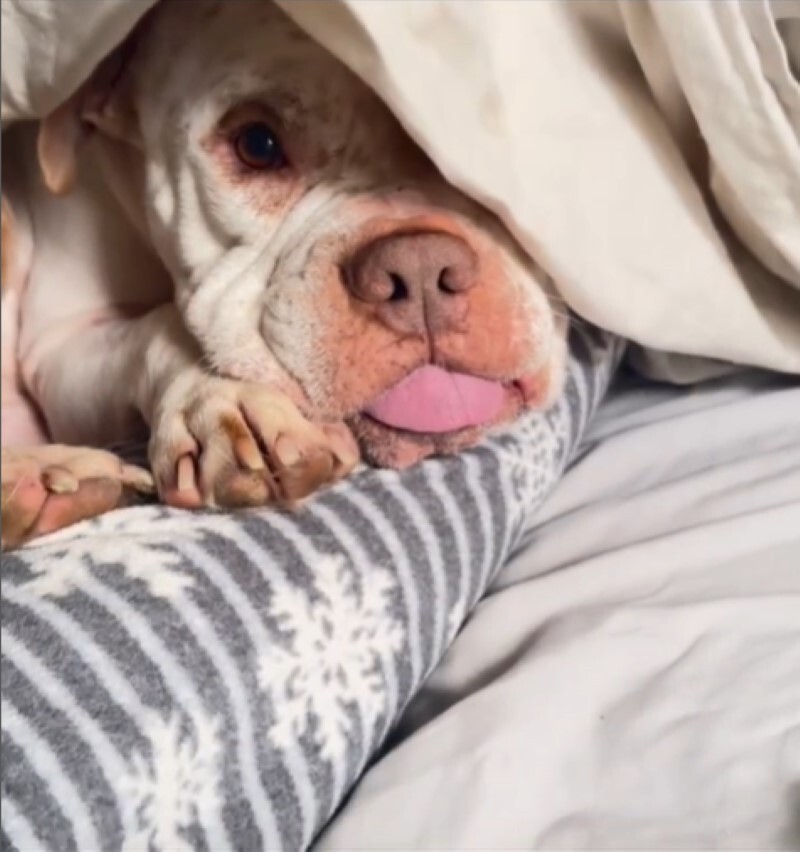 dog lying under blanket