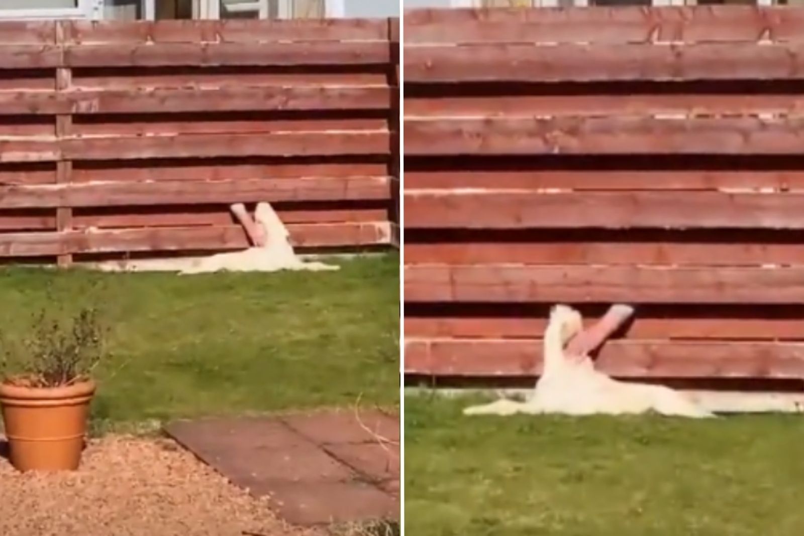 dog lying while neighbor pets him