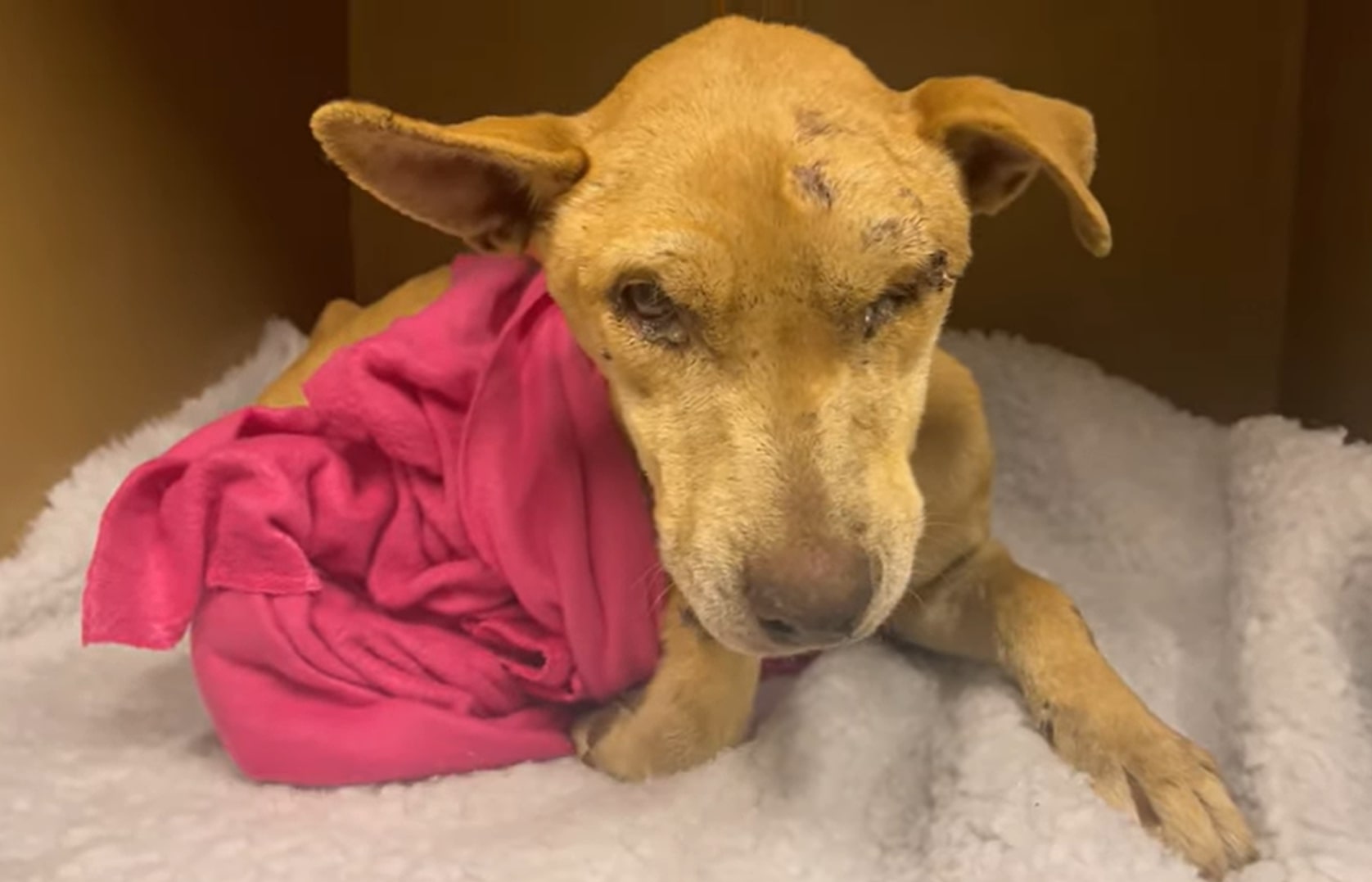 dog lying with pink blanket