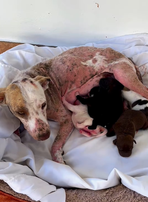 dog lying with puppies