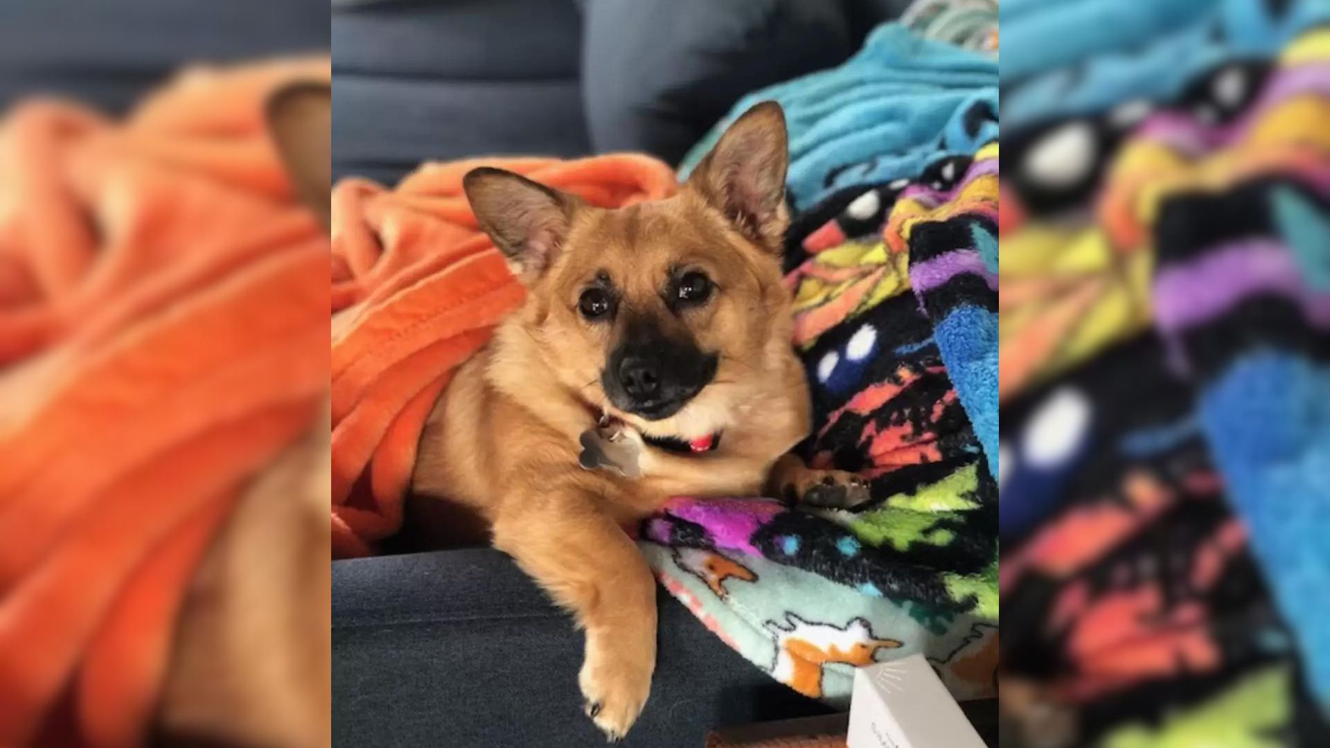 The Story Behind This Rescue Dog’s Favorite Toy Will Leave You In Awe