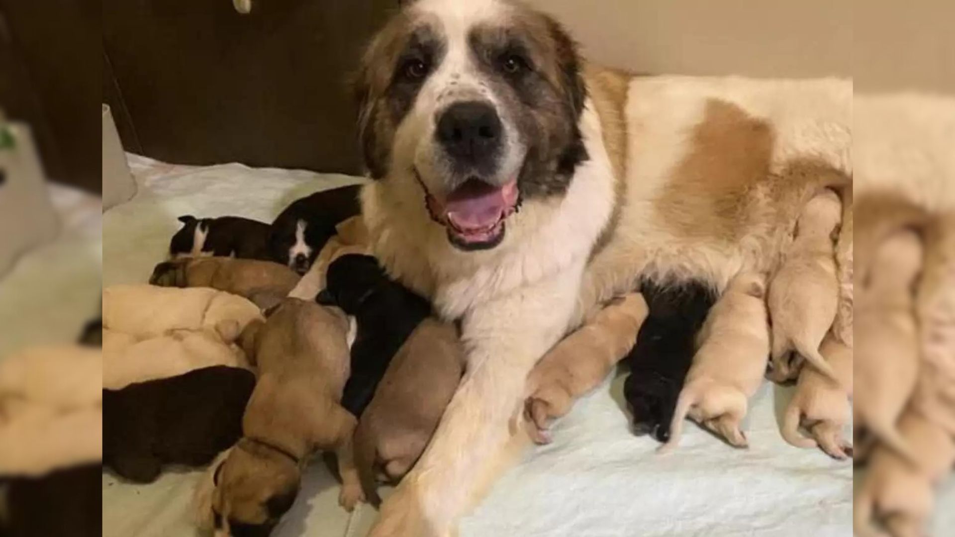 Dog Mom Adopts 6 More Puppies And Ends Up With A Huge Litter of 17