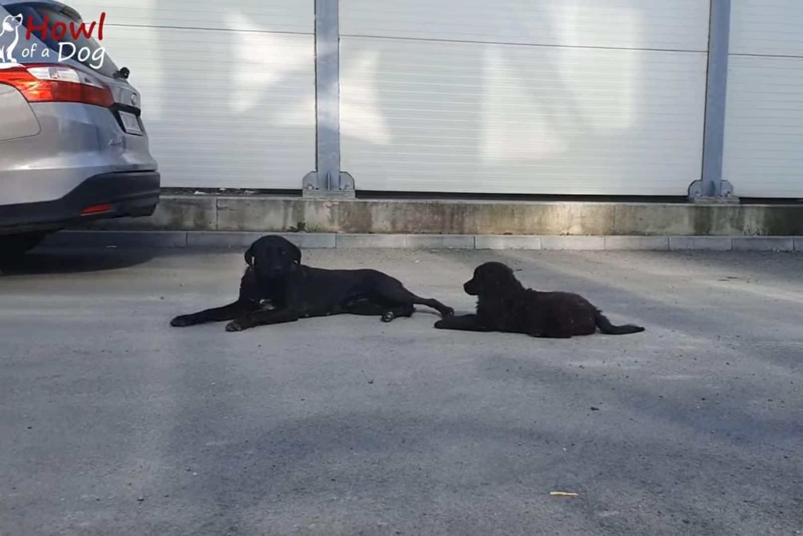 dog mummy and her pup lying on concrete floor